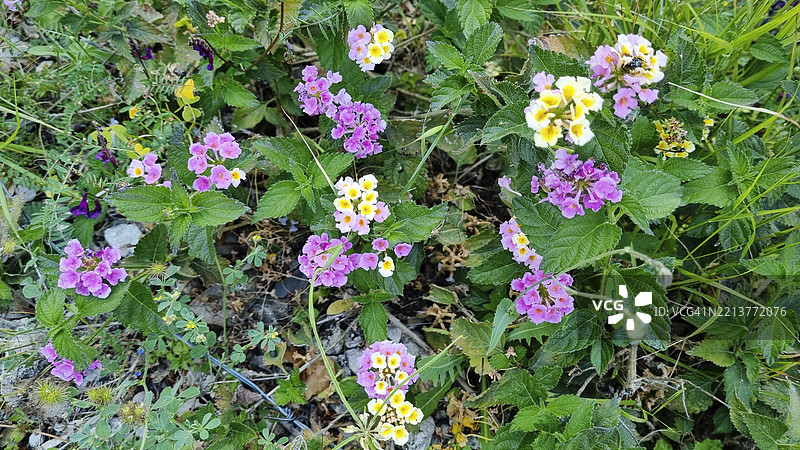 常见的马缨丹或灌木香蜂花在希腊盛开图片素材
