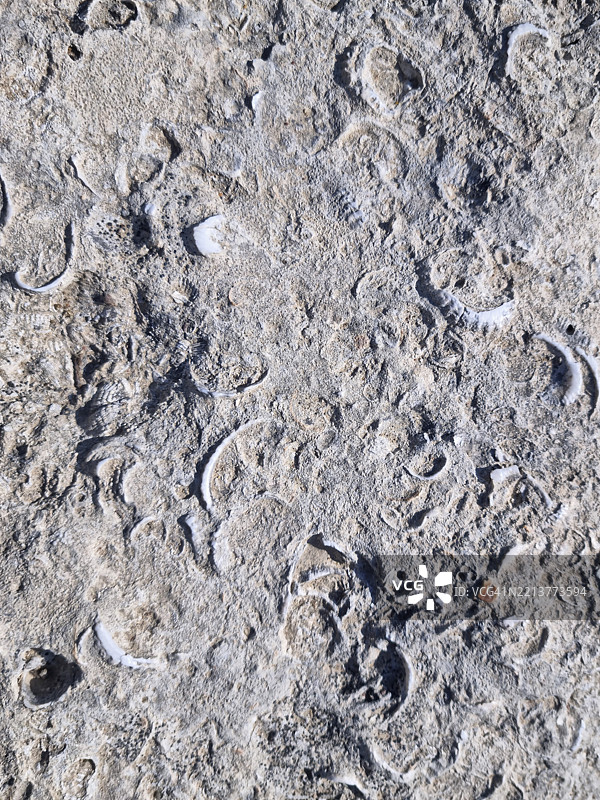 古奥林匹亚考古遗址和希腊伯罗奔尼撒半岛克罗诺斯山的石灰岩中的化石海贝壳图片素材