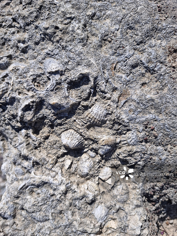 古奥林匹亚考古遗址和希腊伯罗奔尼撒半岛克罗诺斯山的石灰岩中的化石海贝壳图片素材