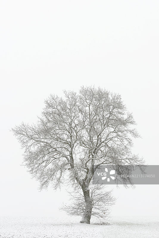 冬季风景，扭曲的孤独树木，橡树（Quercus）在浓密的降雪中，北莱茵-威斯特法伦，德国，欧洲图片素材