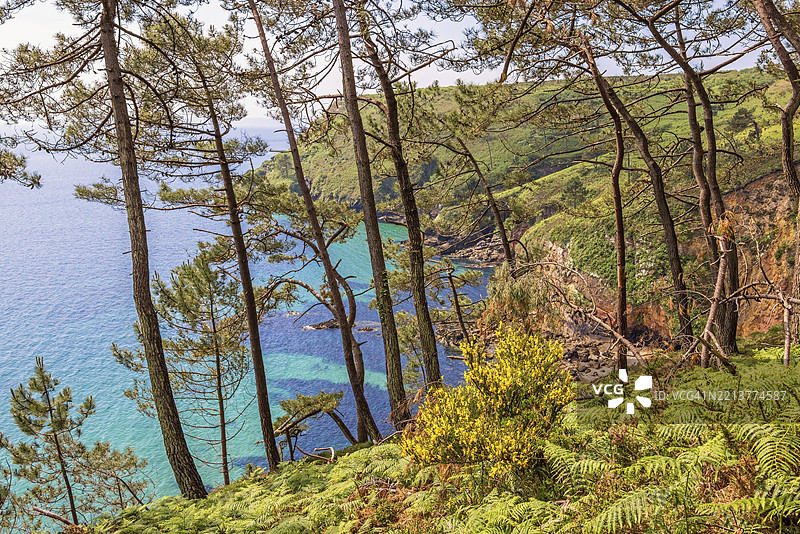 布列塔尼克罗宗半岛的岩石海岸，松树环绕，阳光明媚的夏日，蓝色海湾的美丽景色，法国，欧洲图片素材