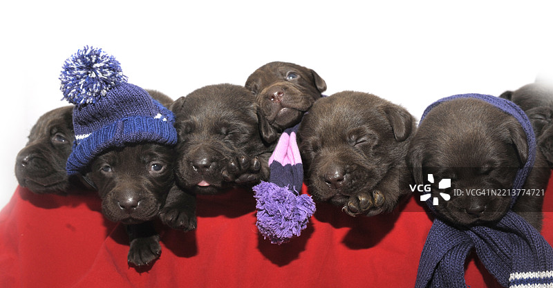 九只小狗排成一排图片素材