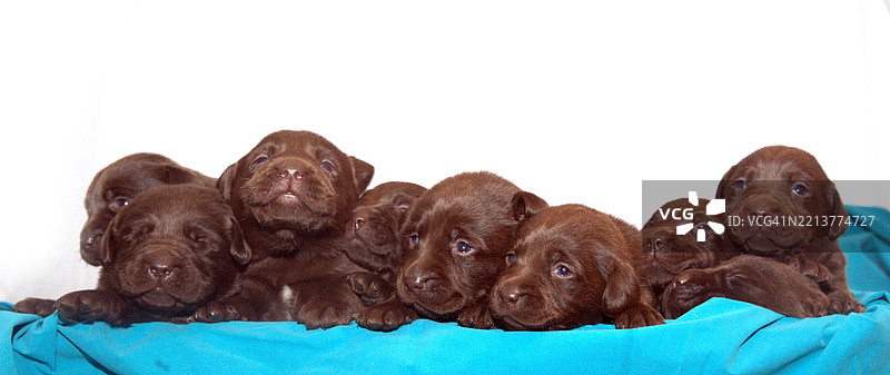 九只小狗排成一排图片素材