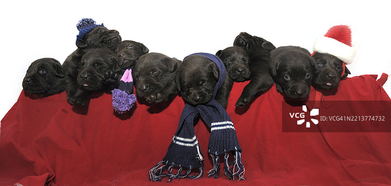 九只小狗排成一排图片素材