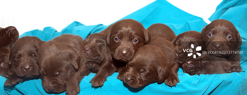 九只小狗排成一排图片素材