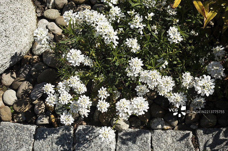 常青糖果花（雪花），观赏植物，本土花园，东弗里斯兰，德国，欧洲图片素材