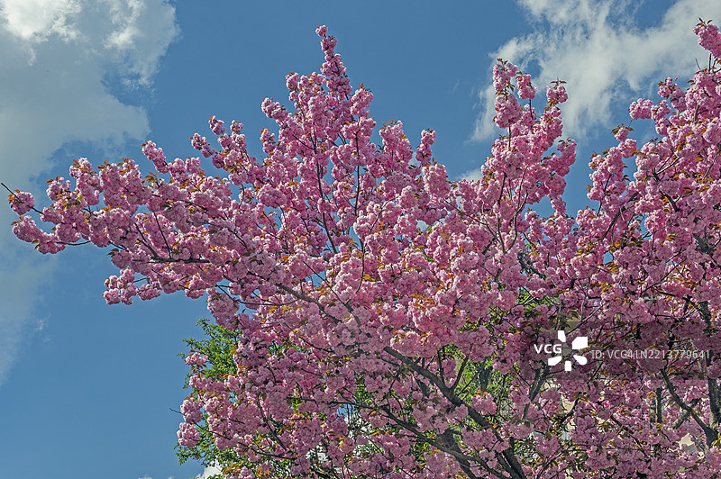 早期观赏樱花荣誉（Prunus subhirtella），位于德国巴伐利亚州阿尔戈伊的肯普滕。图片素材