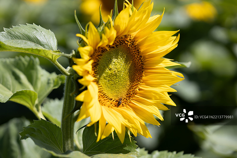 向日葵图片素材