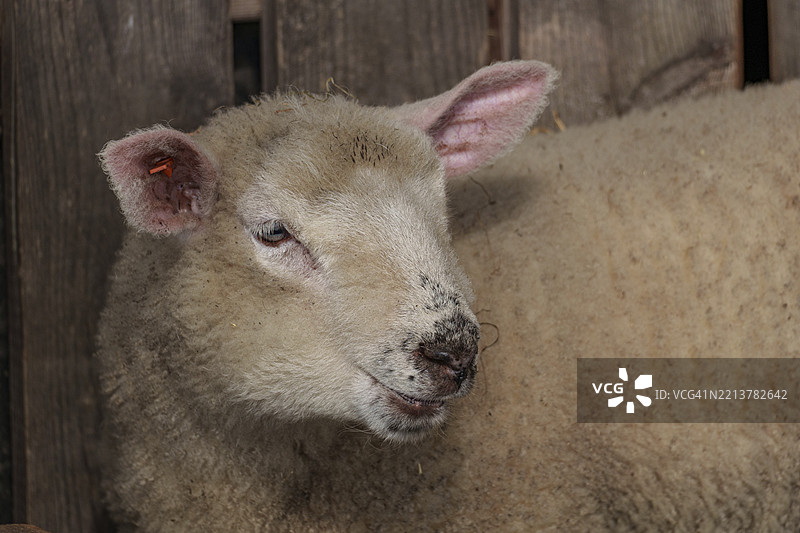 白色小羊带耳标，侧卧在木墙上，位于德国明斯特地区的韦塞克。图片素材
