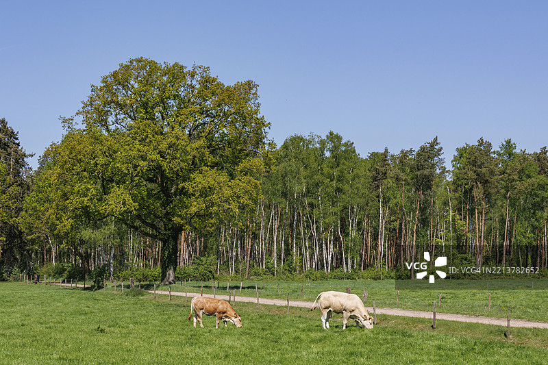两头牛在森林旁的大树下吃草，位于荷兰阿赫特霍克的福尔登。图片素材