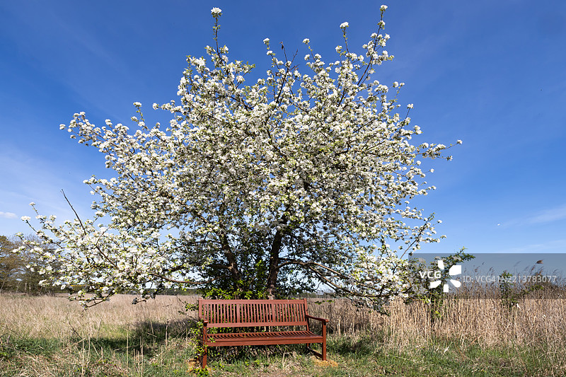 樱花树下的长椅图片素材