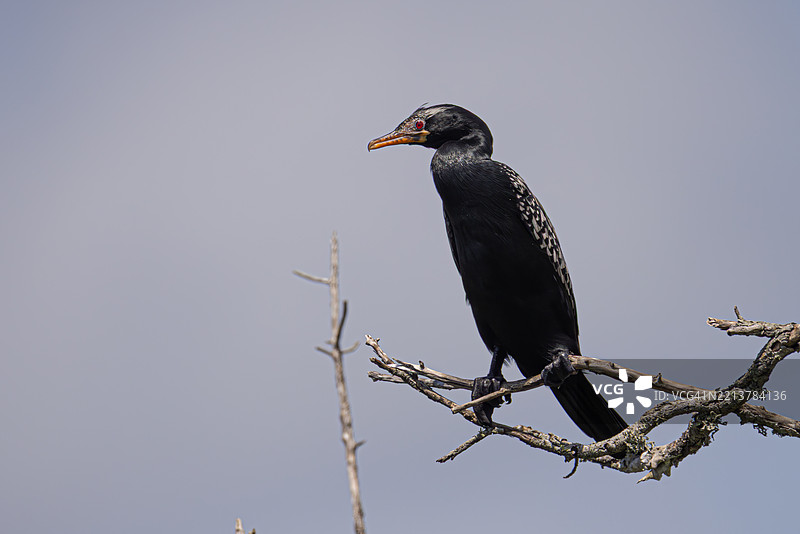 光秃树枝上休息的芦苇鸬鹚，南非科西湖湿地图片素材