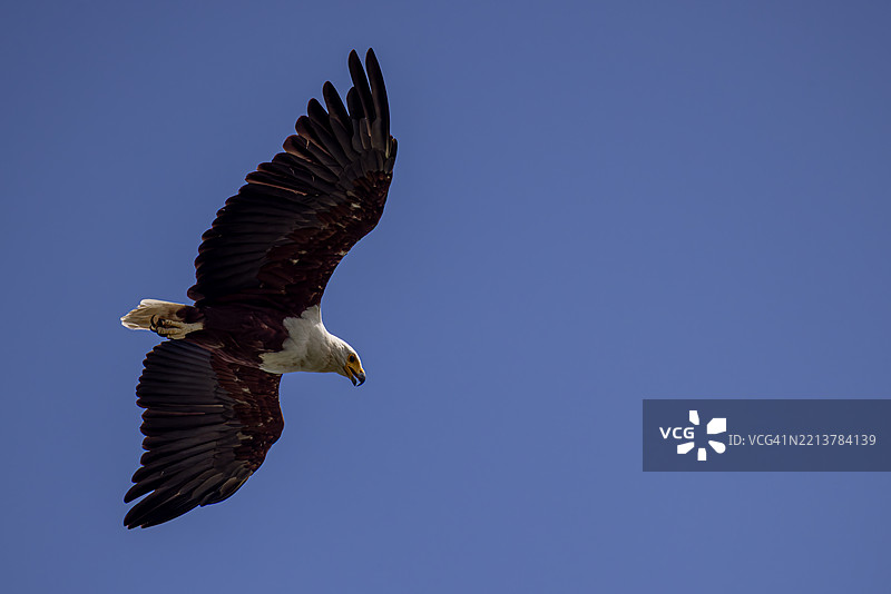 非洲鱼鹰图片素材