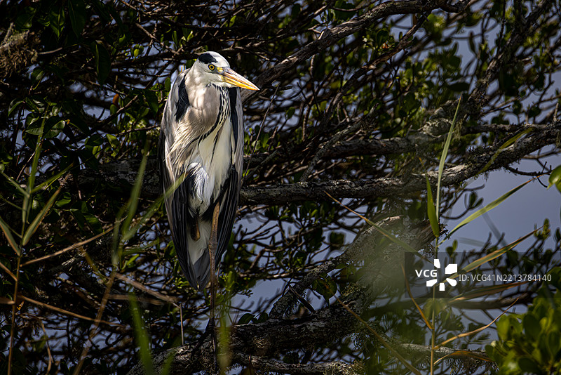 灰鹭在南非科西湖的红树林丛中休息图片素材