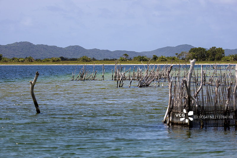 可持续生活方式与科西湾河口的弯曲鱼围图片素材