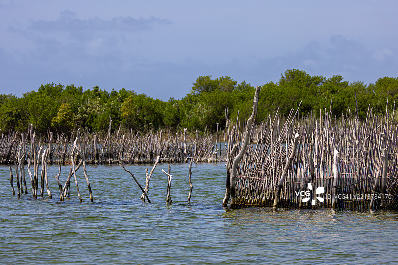 科西湾的手工鱼围栏，背景是红树林图片素材