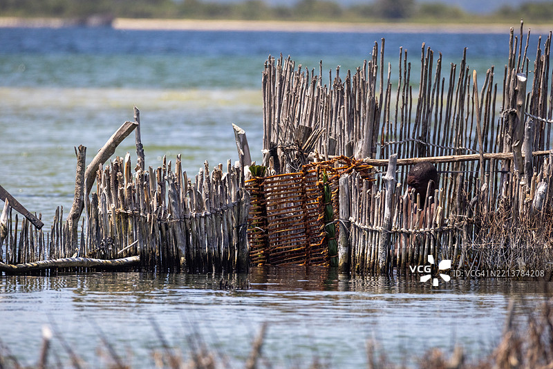 在科西湾河口修复传统鱼围图片素材