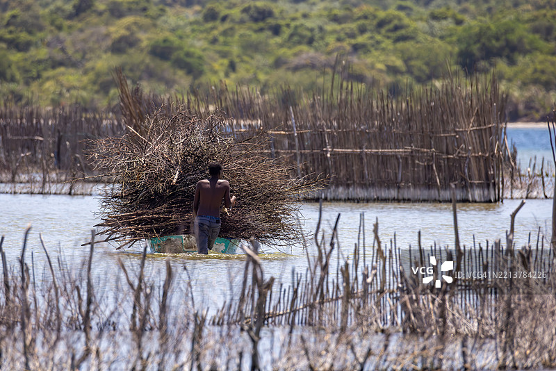 科西湾河口的鱼网和树枝搬运图片素材