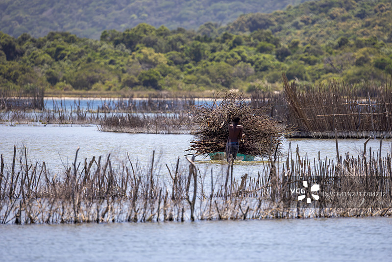 男子在科西湾的鱼围中搬运树枝图片素材