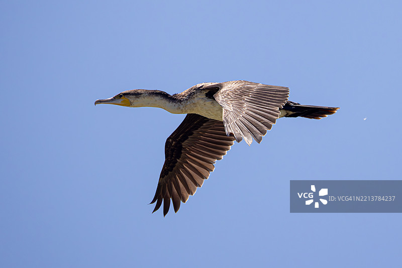 大鸬鹚在飞行中图片素材