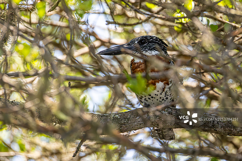 巨型翠鸟栖息在南非科西湖附近的茂密树枝上图片素材