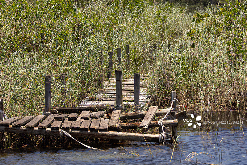 科西湖入海口的高芦苇木栈道图片素材