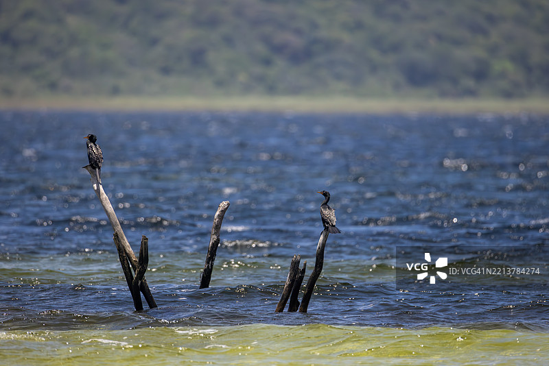 南非科西湖上栖息的鸬鹚与旧鱼围栏的木桩图片素材