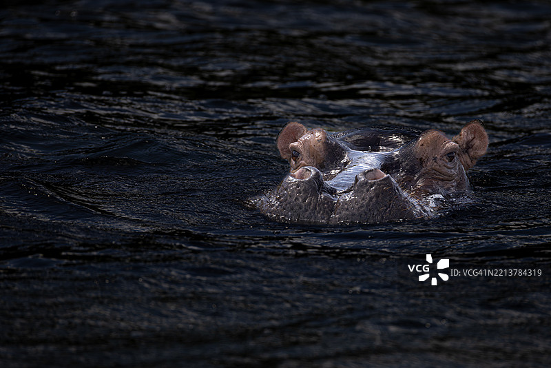 在伊西曼加利索湿地公园的科西湖中浮出水面的河马图片素材