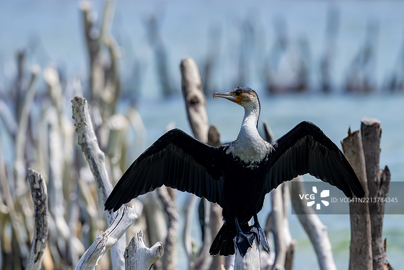 大鸬鹚展开翅膀，科西湖鱼网，南非图片素材