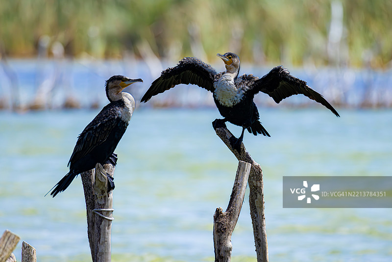 一对大鸬鹚在南非科西湖的传统鱼网上图片素材