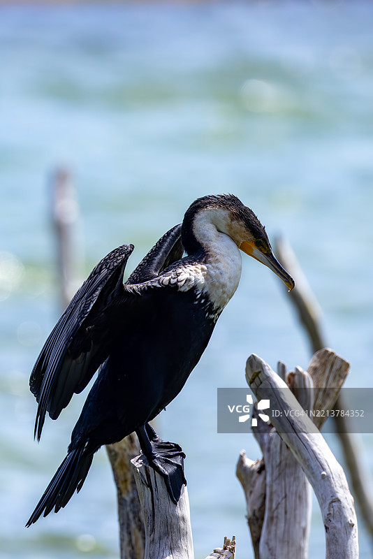 在南非科西湖上休息的大鸬鹚与木制鱼网图片素材