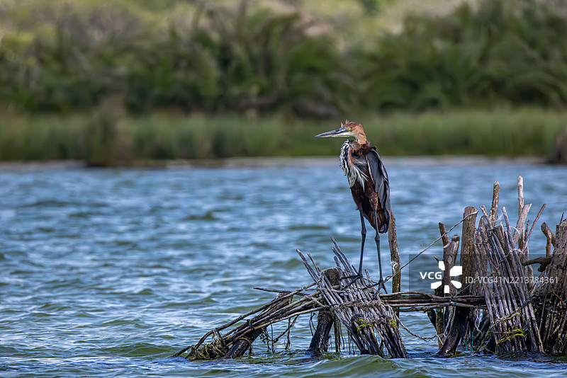 巨鸨在南非科西湖的传统鱼网上图片素材