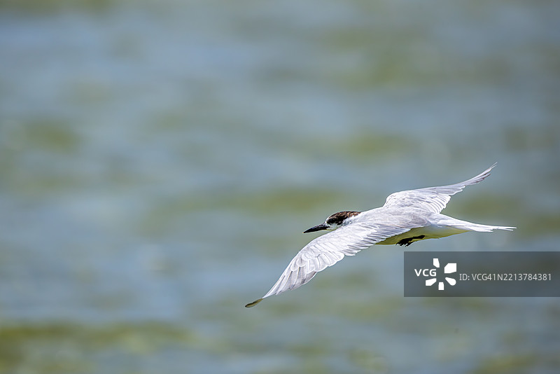 在南非科西湖上空飞翔的长须燕鸥图片素材