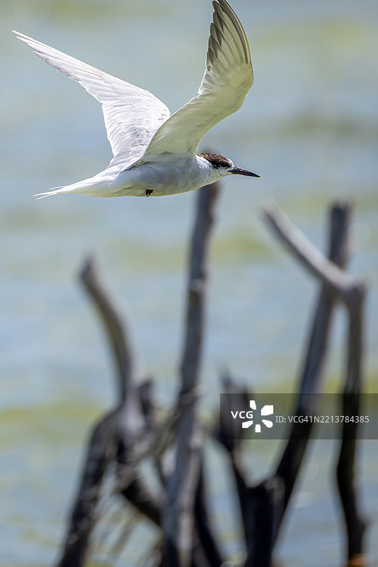 长须燕鸥飞越传统鱼网，科西湖，南非图片素材