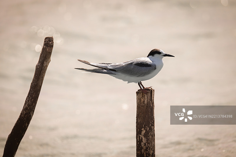 在南非科西湖日落时分栖息在围栏柱上的长须燕鸥图片素材