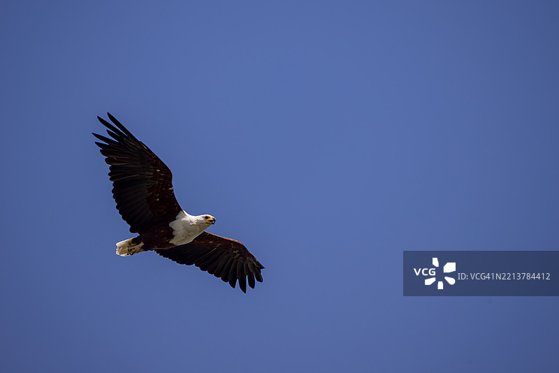 非洲鱼鹰在飞行中，科西湖，南非图片素材