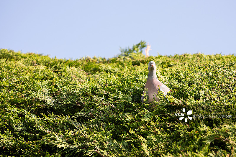 在英国家园的针叶树中筑巢的颈鸠图片素材