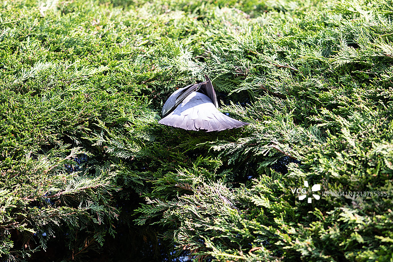 在英国家园中筑巢的颈鸠图片素材