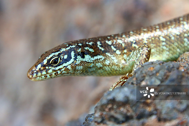 科摩罗岛蜥蜴（Trachylepis comorensis）图片素材