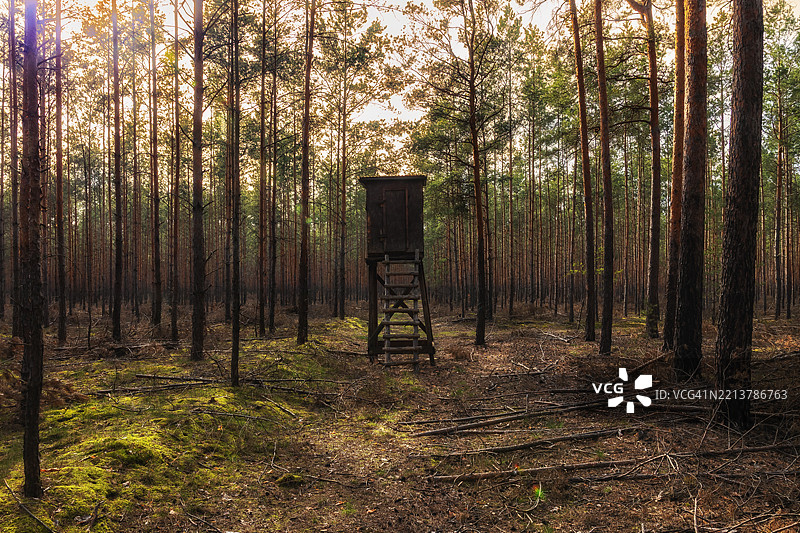 森林中的猎人高台图片素材
