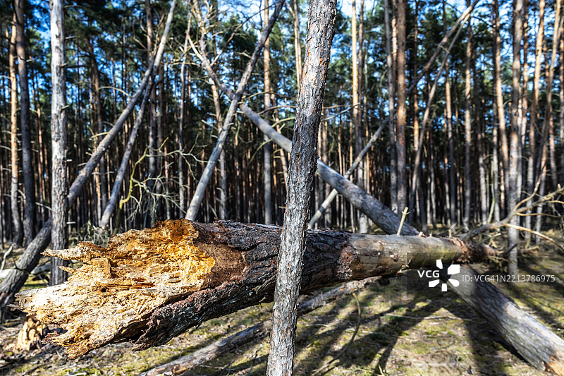 暴风雨过后的森林与倒下的树木图片素材