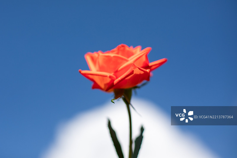 美丽的玫瑰，白色的天空图片素材