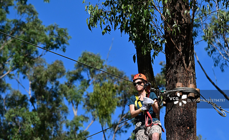 成年女性在树顶探险公园穿越障碍物图片素材