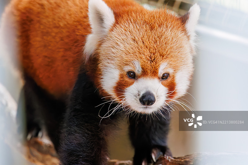 可爱的红熊猫（Ailurus fulgens，熊猫科）。图片素材
