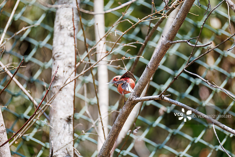 一只可爱的长尾红雀（Uragus sibiricus，雀科）正在拍打翅膀飞出。图片素材