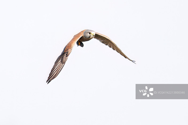 美丽的普通雀鹰（Falco tinnunculus：隼科）在空中悬停捕猎。他抓住了一只日本草田鼠，亚历山大田鼠（Alexandromys montebelli）。图片素材