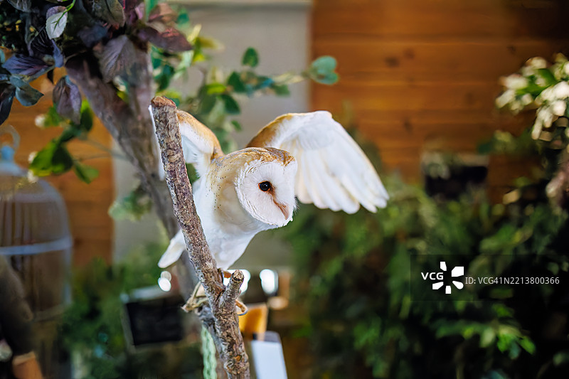 仓鸮，Tyto alba图片素材