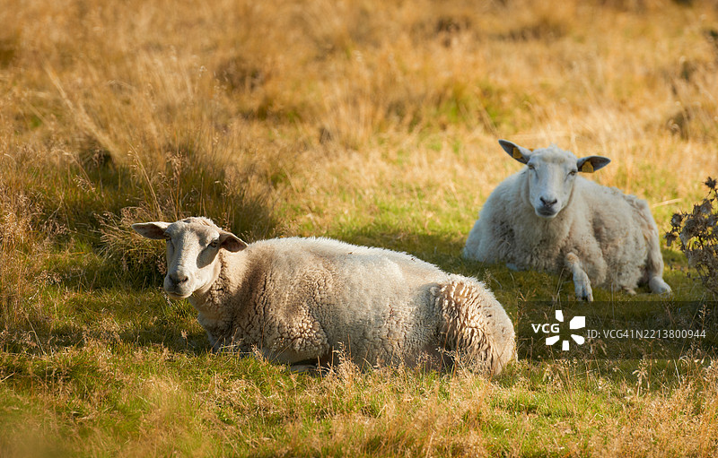 两只羊在阳光明媚的下午安静地休息在宁静的草地上图片素材
