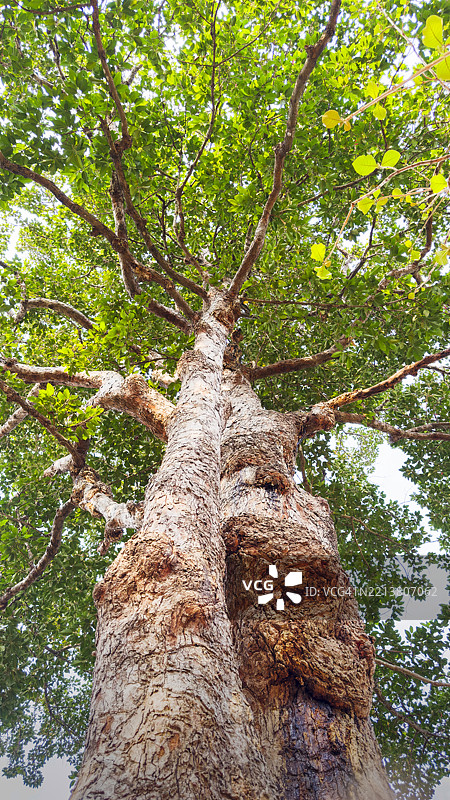 高角度视图展示了一棵高大树木的树干，树皮纹理清晰，繁茂的绿叶在明亮的天空下摇曳。图片素材
