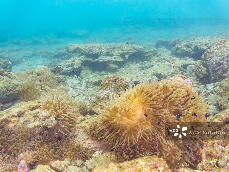 一只可爱的幼年线鳃蝴蝶鱼(Chaetodon Auriga)和其他鱼类。大量可爱的三斑小丑鱼(Dascyllus trimaculatus)与其他鱼类在美丽的海葵中游弋。图片素材